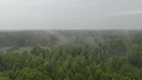 Slow-drone-flight-over-a-foggy-forest