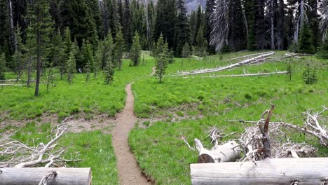 A-trail-leads-through-a-weathered-cut-fallen-tree-into-a-beautiful-cascade-mountain-meadow