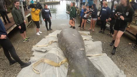 manatee-rescue-team-documenting-recovered-injuries-before-releasing-it-back-into-florida-waters