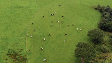 Rebaño-De-Vacas-En-Un-Amplio-Espacio-En-La-Campiña-Inglesa