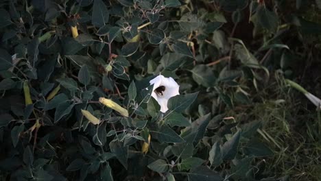 Weiße-Mondblume-Mit-Kolibri-Auf-Der-Jagd-Nach-Nektar