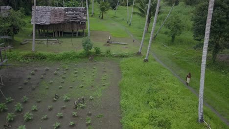 Vista-Aérea-Alejándose,-Hombre-Indígena-Caminando-A-Un-Lado,-Vista-Panorámica-De-Plantas-Vegetales-Y-Cabaña-En-El-Fondo