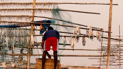 Asiatischer-Fischerjunge,-Der-Trockene-Fische-Aus-Bambusstrukturen-Sammelt,-Die-In-Der-Nähe-Eines-Strandufers-Hergestellt-Wurden,-Um-Die-Fische-Den-Ganzen-Tag-über-Im-Sonnenlicht-Trocknen-Zu-Lassen