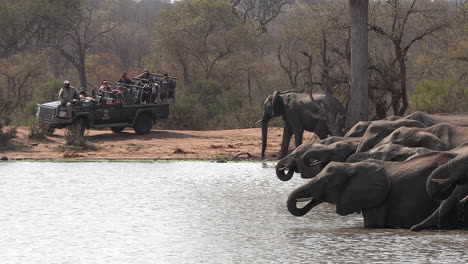 Una-Manada-De-Elefantes-Bebe-Agua-Mientras-La-Gente-Observa-Desde-Un-Vehículo-De-Safari.