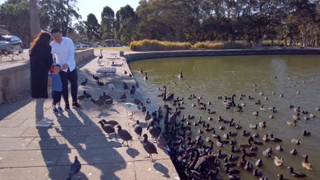 Una-Hermosa-Familia-De-Tres-Personas-Alimenta-A-Una-Bandada-De-Patos-Y-Cisnes-Salvajes-En-Un-Estanque