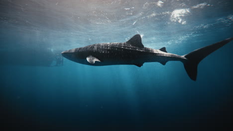 Whale-shark-silhouette-under-light-ray-columns-with-edge-of-dive-boat-off-in-distance-at-surface