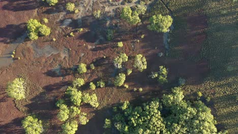 Aerial-view-of-a-wetland-and-mangrove-area-with-water-holes-and-red-vegetation