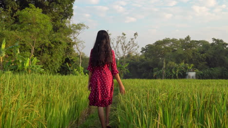 Vista-Trasera-De-Una-Mujer-Caminando-En-Una-Granja-De-Arroz-Mientras-Toca-Los-Cultivos-Con-La-Mano.