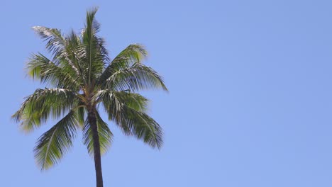 Palmera-Soplando-En-El-Viento