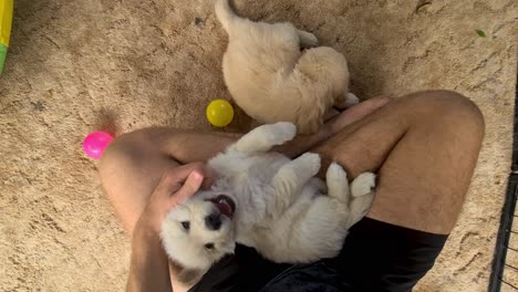 Golden-Retriever-Puppy-Sitting-In-Between-Owners-Lap-On-Floor-Being-Petted