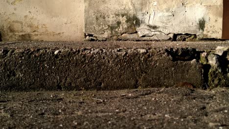 Low-angle-profile-of-skateboarder-riding-on-sidewalk,-alternative-transportation