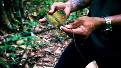 Nature-Tour-Guide-Holding-Green-Draco-blanfordii-In-Khao-Sok-Jungle