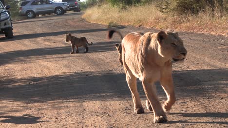 Una-Leona-Y-Sus-Cachorros-En-Un-Camino-De-Tierra,-Los-Vehículos-Los-Siguen.