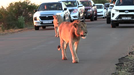 Young-lions-leading-the-slow-traffic-on-a-road-in-the-game-reserve