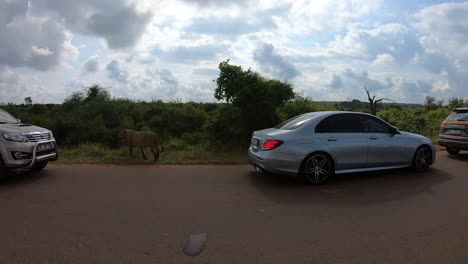 Los-Leones-Corren-Entre-Vehículos-En-La-Carretera-Del-Parque-Nacional-Kruger-De-Sudáfrica.