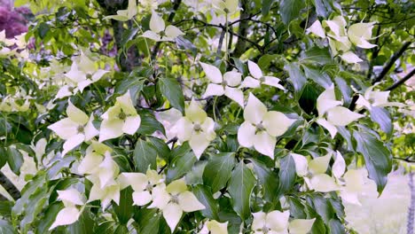 Wind-Bläst-Kousa-Hartriegel-Blüten,-Cornus-Kousa