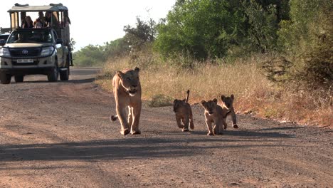 Una-Familia-De-Leones-Caminando-Por-Un-Camino-De-Tierra-Frente-A-Vehículos-En-Un-Viaje-De-Safari