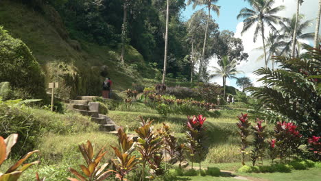 Vistas-Naturales-De-La-Fragante-Bali-Durante-El-Día-Soleado-En-Ubud,-Bali-Indonesia