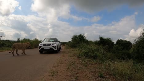 Löwen-überqueren-Die-Straße-Im-Krüger-Nationalpark-Auf-Augenhöhe-Einer-Stoßfängerkamera