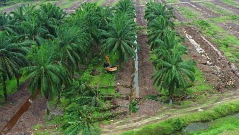 Birds-eye-view-flyover-captures-an-excavator-knocking-down-trees-in-an-oil-palm-plantation-field-with-birds-foraging-alongside,-clearing-ageing-palm-trees-to-improved-growth-yields,-aerial-drone-shot