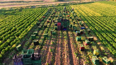 Farmers-or-farm-workers-picking-up-lettuces-in-agricultural-plantation-in-Spain