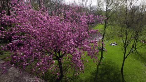 Aerial-descending-movement-showing-bright-pink-blossom-of-tree-with-people-in-the-background-enjoying-Oog-in-Al-park-on-a-sunny-day