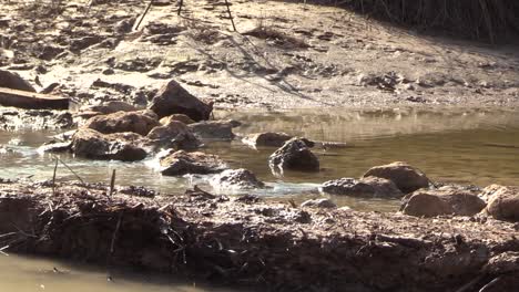 A-trail-runner-splashes-through-a-sunlit-stream-during-a-race-on-a-beautiful-day