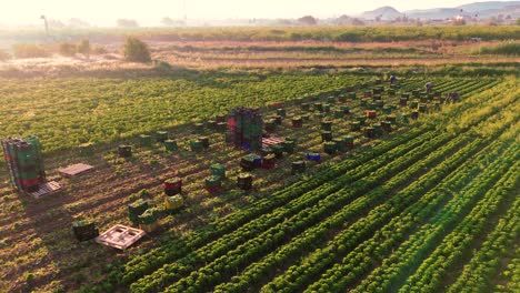 Farmers-or-farm-workers-picking-up-lettuces-in-agricultural-plantation-in-Spain