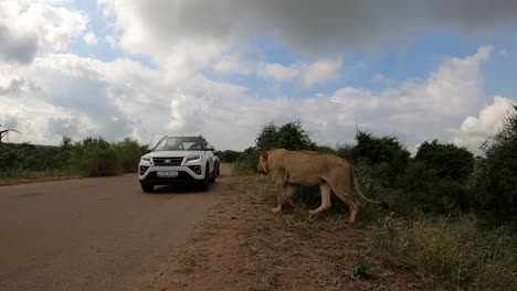 A-lion-emerges-out-of-the-bush-walking-next-to-a-vehicle-on-a-dirt-road