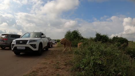 Löwen-Laufen-Dicht-Vor-Autos-Auf-Einer-Unbefestigten-Straße-Im-Krüger-Nationalpark-Vorbei