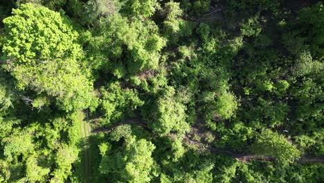 Aerial-perspective-captures-lush-foliage-and-greenery-from-above-the-canopy-of-trees