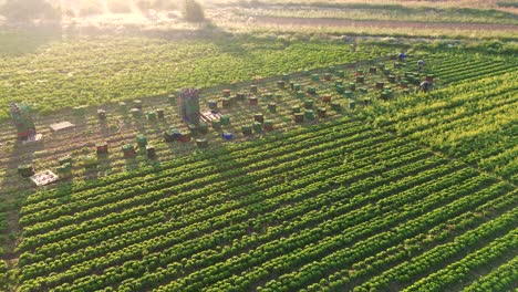 Agricultores-O-Trabajadores-Agrícolas-Recogiendo-Lechugas-En-Plantaciones-Agrícolas-En-España