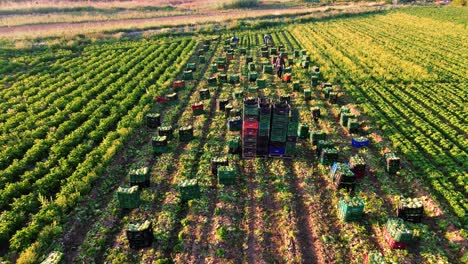 Farmers-or-farm-workers-picking-up-lettuces-in-agricultural-plantation-in-Spain