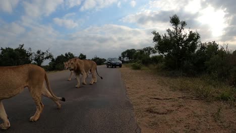 Leones-Saliendo-Del-Monte-En-La-Carretera-Delante-De-Algunos-Vehículos