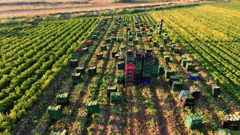 Farmers-or-farm-workers-picking-up-lettuces-in-agricultural-plantation-in-Spain