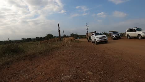 Löwen-Passieren-Wartende-Autos-Auf-Einer-Unbefestigten-Straße-Im-Krüger-Nationalpark