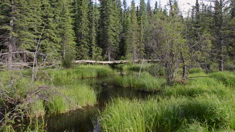 Der-Beaver-Boardwalk-Ist-Ein-Einzigartiger-Holzweg,-Der-Sich-Durch-Feuchtgebiete-Und-Einen-Voll-Funktionsfähigen-Biberteich-In-Hinton,-Alberta,-Schlängelt-Und-über-Sitzbereiche,-Hinweisschilder-Und-Zwei-Aussichtstürme-Verfügt.