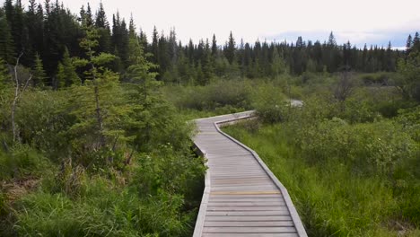 The-Beaver-Boardwalk-is-a-unique,-wooden-pathway-that-winds-through-wetlands-and-fully-functioning-beaver-pond-in-Hinton,-Alberta-with-seating-areas,-interpretive-signs-and-two-observation-towers