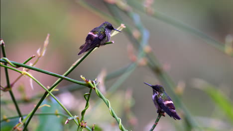 Two-male-Festive-Coquettes-defending-territory