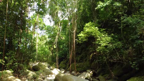 Sereno-Arroyo-Con-Rocas-Que-Fluyen-A-Través-De-Un-Denso-Bosque-Tropical-Con-Lianas