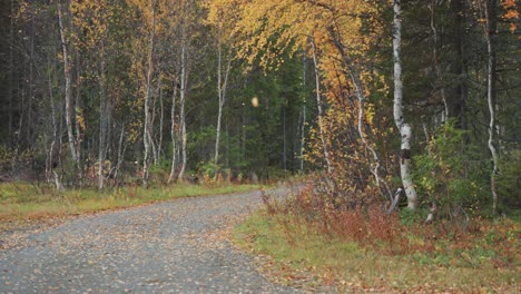 Bright-yellow-leaves-whirl-in-the-air-as-they-slowly-fall-to-the-ground