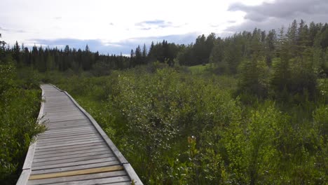 The-Beaver-Boardwalk-is-a-unique,-wooden-pathway-that-winds-through-wetlands-and-fully-functioning-beaver-pond-in-Hinton,-Alberta-with-seating-areas,-interpretive-signs-and-two-observation-towers