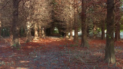 Flyover-bald-cypress-grove-with-reddish-brown-needles-covering-the-ground-under-a-natural-canopy-of-bare-branches-with-sunlight-filtering-through,-trunks-surrounded-by-cypress-knees-on-forest-floor