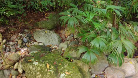 Absteigende-Luftaufnahme-Von-üppigem-Grünem-Laub-Im-Wald,-Santa-Marta,-Kolumbien