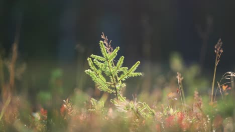 Eine-Junge-Kiefer-Ragt-Hoch-In-Die-Leuchtenden-Farben-Der-Herbstlandschaft-Hinein