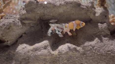 Small-and-colorful-common-clownfish-in-aquarium-fish-tank-in-Mexico,-Puebla