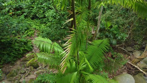 Dense-green-jungle-with-plants,-motion-close-by-view