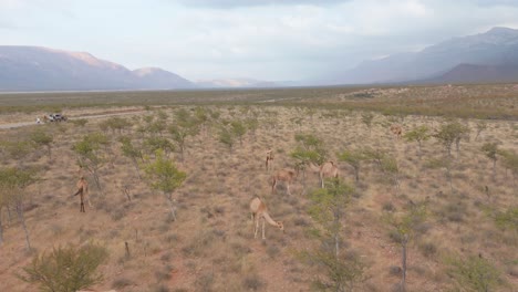 Aerial-View-Of-Wild-Camels-Foraging-In-Desert-Landscape-With-Trees-In-Socotra