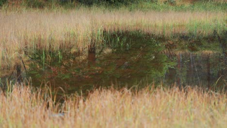 Verwelktes-Gras-Ein-Hoher-Grüner-Baum-Mit-Breiter-Krone-Wächst-Entlang-Des-Randes-Des-Flachen-Sees-Und-Spiegelt-Sich-Perfekt-In-Der-Spiegelähnlichen-Oberfläche