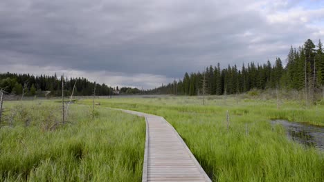 The-Beaver-Boardwalk-is-a-unique,-wooden-pathway-that-winds-through-wetlands-and-fully-functioning-beaver-pond-in-Hinton,-Alberta-with-seating-areas,-interpretive-signs-and-two-observation-towers